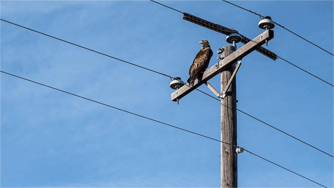 Why Don't Birds Get Electrocuted on Electrical Lines