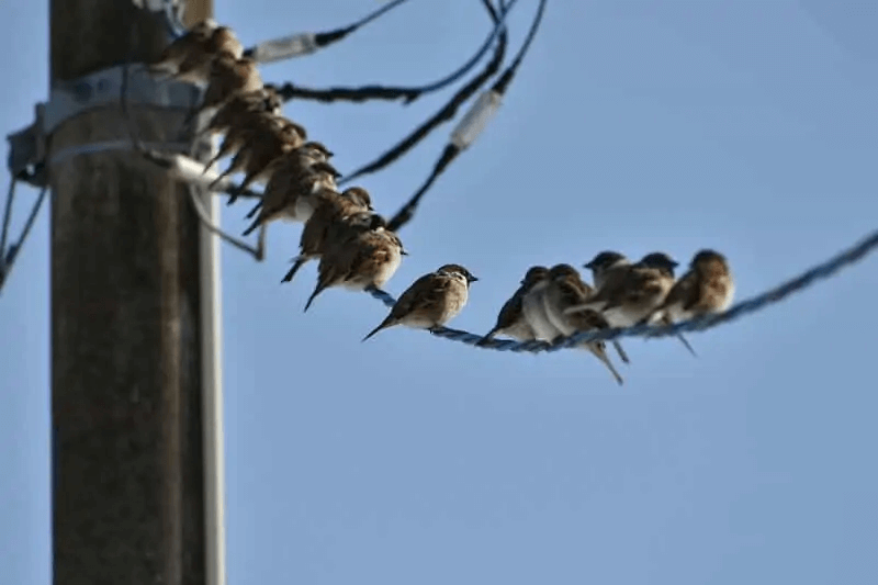 Birds on Power Lines